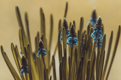 Hyacinth flowers in moody colors against a smooth bokeh