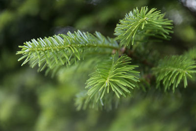 Close-up of fresh green plants