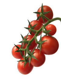 Close-up of red berries against white background