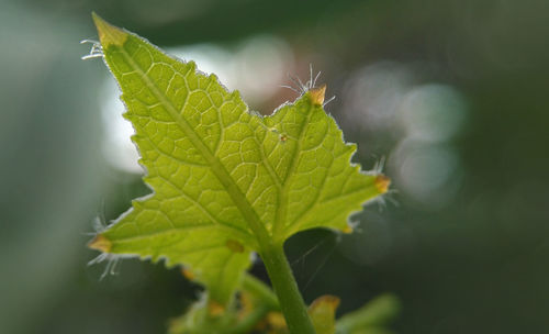 Close-up of green leaf on plant