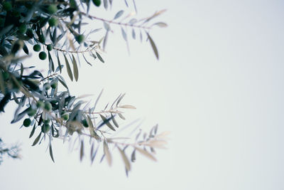 Close-up of olive tree against sky