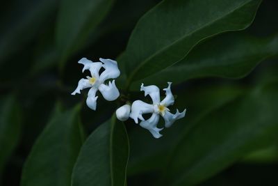 Close-up of white flowering plant in park