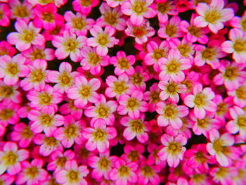 Full frame shot of flowers