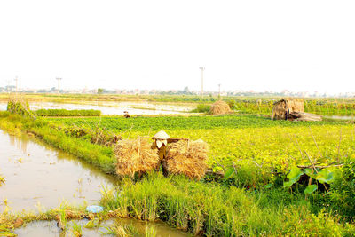 Scenic view of farm against clear sky