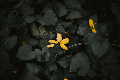 High angle view of yellow flowering plant leaves in water