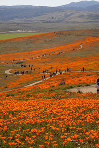 Scenic view of field