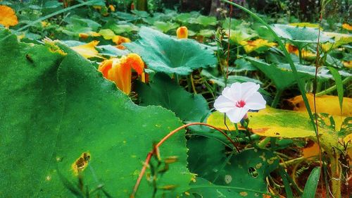Close-up of wet flowers