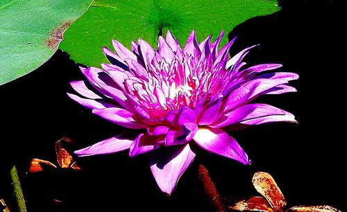 Close-up of pink flower