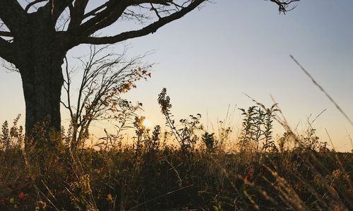 Plants growing on field against sky