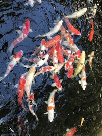 High angle view of ornamental fish swimming in lake