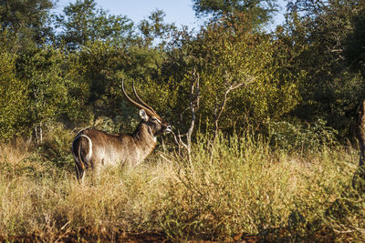 Deer on grassy field