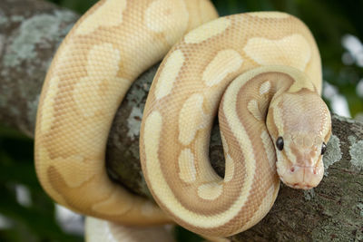 Close-up of snake