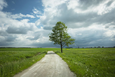 Lonely tree by a dirt road, green meadows and clouds on the blue sky