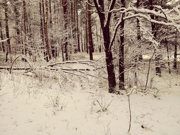 Trees in forest during winter