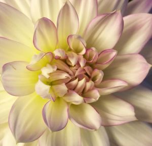 Close-up of flower blooming outdoors