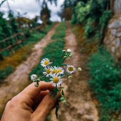 Cropped hand holding flowering plant