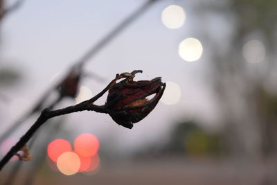 Close-up of dry leaf on twig