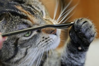 Close-up of cat playing with spoon