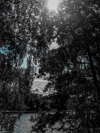 Silhouette trees by lake in forest against sky