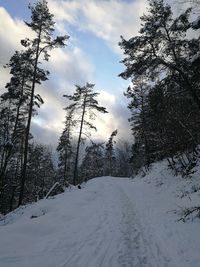 Snow covered trees on field against sky