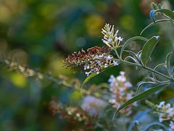 Close-up of butterfly pollinating on flower