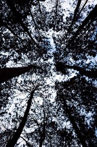 Low angle view of trees