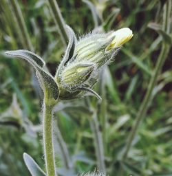 Close-up of plant against blurred background