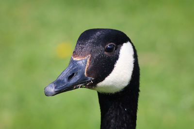 Close-up of canada goose 