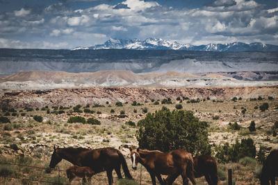 Horses in a field