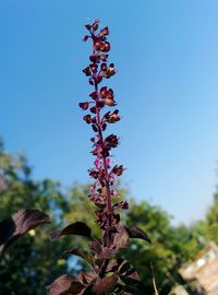 Close-up of plant against sky