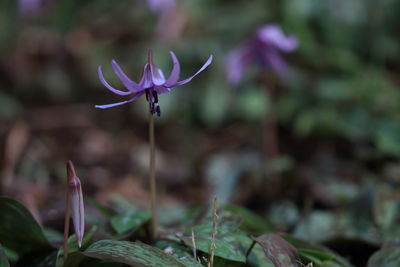 Close-up of purple flower