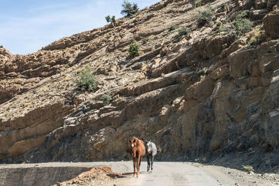 View of a horse and rock