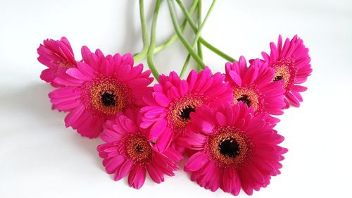 Close-up of pink flowers