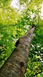 Low angle view of lizard on tree against sky