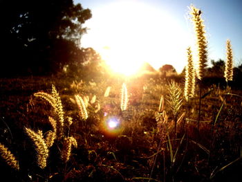 Close-up of plants growing on field against bright sun