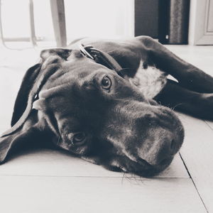 Close-up of dog lying on floor