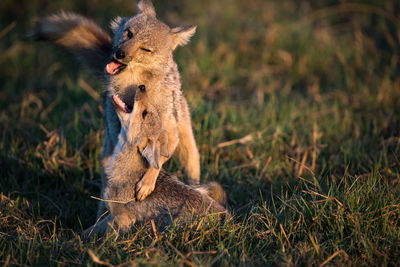 Puppy and mom of side striped jackals, botswana 