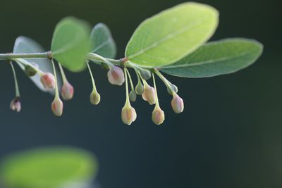 Close-up of plant