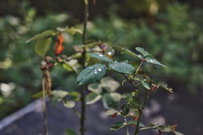 Close-up of berries on plant