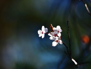 Close-up of white cherry blossom tree