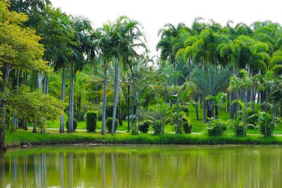 Trees by lake against sky