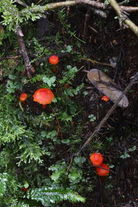 Close-up of fruits on tree