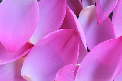 Close-up of pink flowers