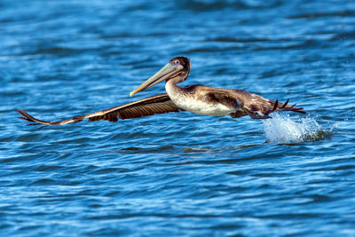 Pelican flying over water