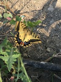 High angle view of butterfly on flower