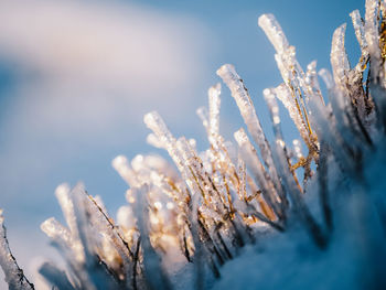 Close-up of frozen plant against sky