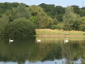 Swans swimming in calm lake