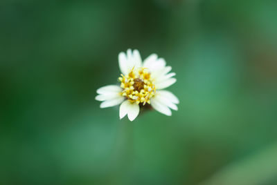 Close-up of daisy flower