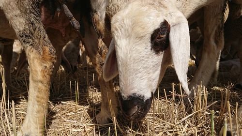 Cows in a farm