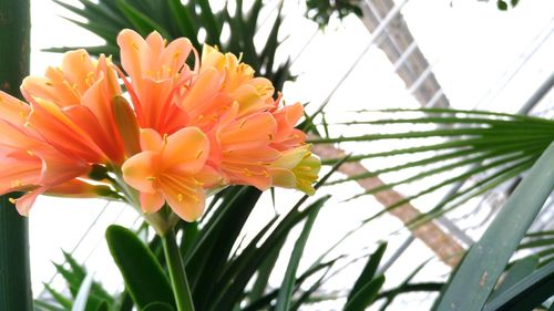 Close-up of flowers blooming outdoors